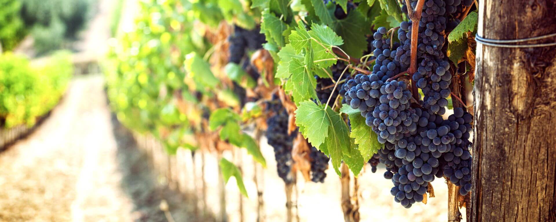 Vigna ai piedi del Vesuvio