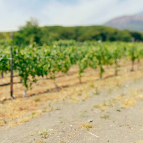 bellissima ragazza beve un bicchiere di vino in un vigneto del Vesuvio