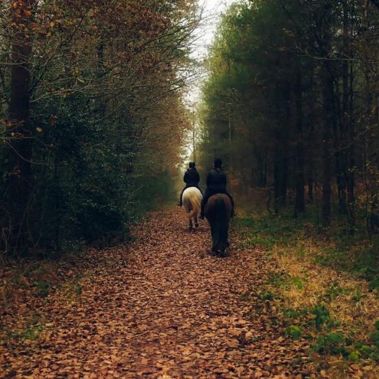 People riding horse in the woods of Vesuvius National Park